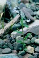 Image de Myosotis decumbens Host