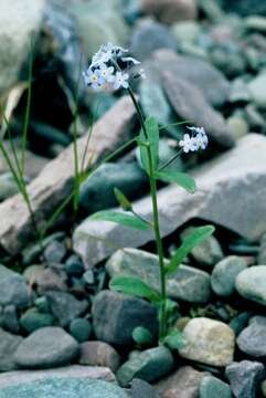 Imagem de Myosotis decumbens Host