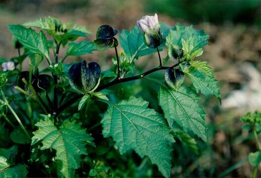 Image of nicandra