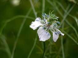 Plancia ëd Nigella