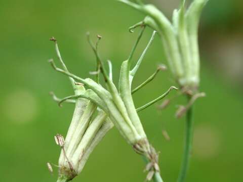 Image of Devil-in-a-bush