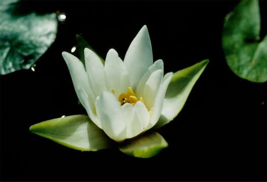 Image of waterlily