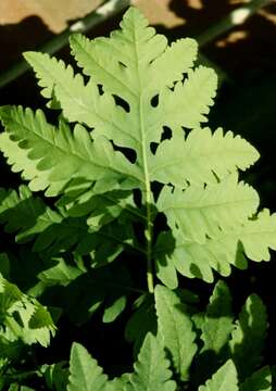 Image of sensitive fern