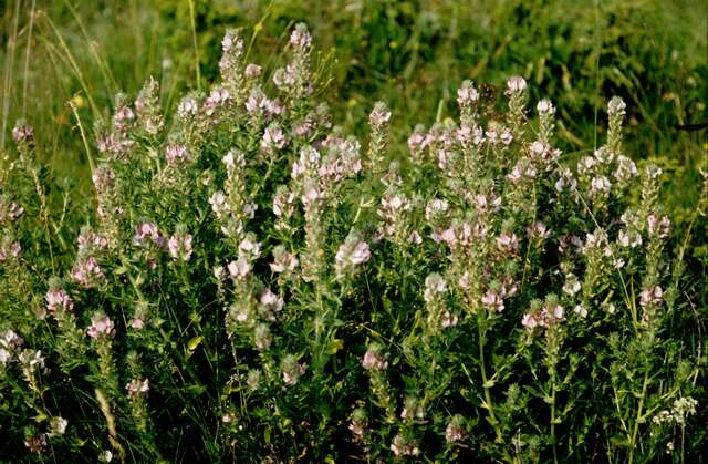 Image of restharrow