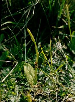 Image of <i>Ophioglossum vulgatum</i>