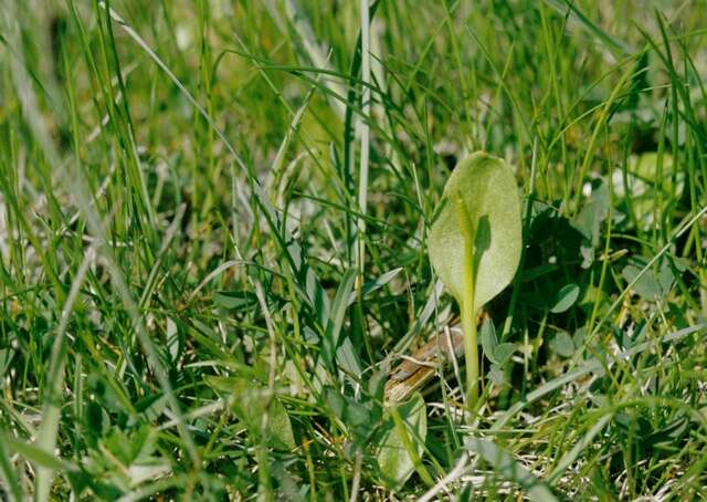 Image of <i>Ophioglossum vulgatum</i>