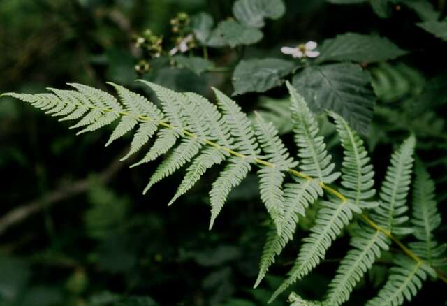 Слика од Oreopteris