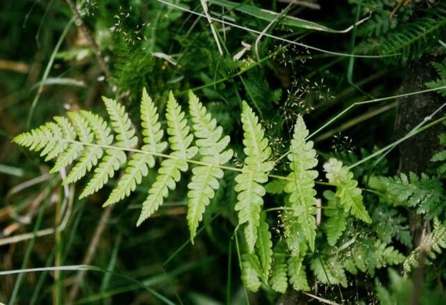 Слика од Oreopteris