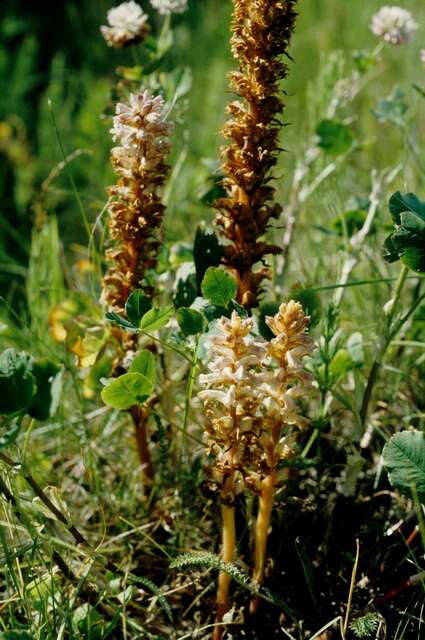 Image of clover broomrape