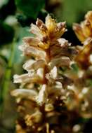 Image of clover broomrape