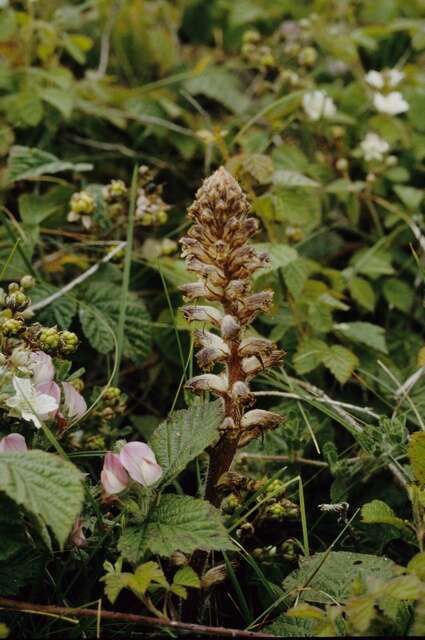 Image of clover broomrape