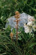 Image of clover broomrape