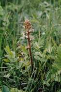 Image of clover broomrape