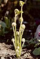 Image of royal ferns