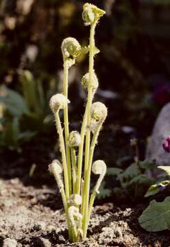 Image de <i>Osmunda claytoniana</i>