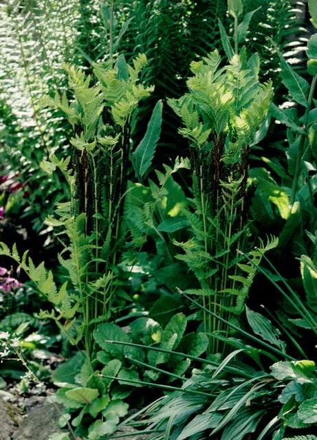 Image of royal ferns