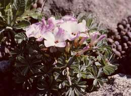 Image of Chilean Wood Sorrel