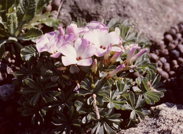 Imagem de Oxalis adenophylla Gill.