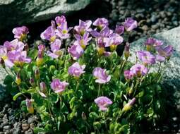 Imagem de Oxalis convexula Jacq.