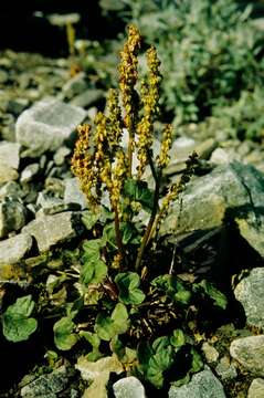 Image of mountainsorrel