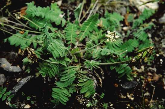 Image of Pendant-Pod Locoweed