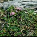 Plancia ëd Oxytropis lapponica (Wahlenb.) Gay