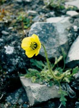 Imagem de Papaver radicatum subsp. polare Tolm.