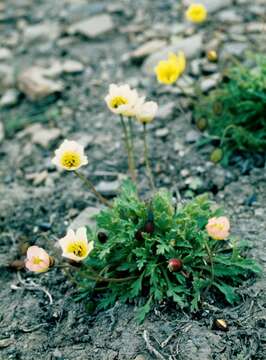 Imagem de Papaver radicatum subsp. polare Tolm.