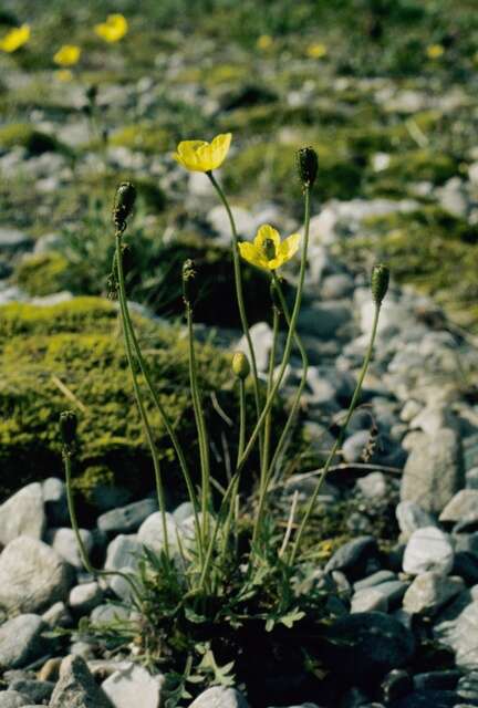 Image of Papaver lapponicum subsp. kvaenangense (C. E. Lundstr.) Ö. Nilsson