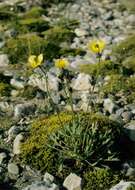 Image of Papaver lapponicum subsp. kvaenangense (C. E. Lundstr.) Ö. Nilsson