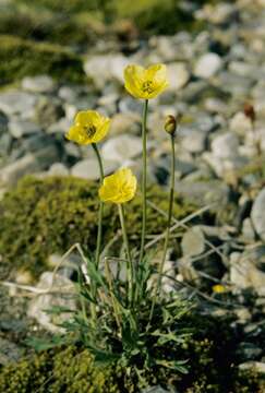 Papaver lapponicum subsp. kvaenangense (C. E. Lundstr.) Ö. Nilsson resmi