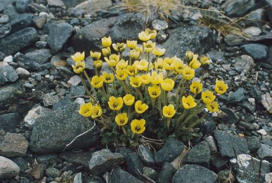 Image of rooted poppy