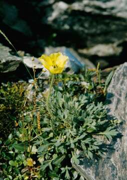 Imagem de Papaver radicatum subsp. radicatum