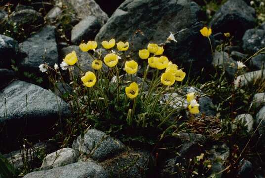 Imagem de Papaver radicatum subsp. radicatum