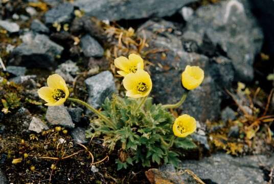 Image de Papaver radicatum subsp. radicatum