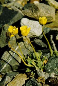 Imagem de Papaver radicatum subsp. radicatum