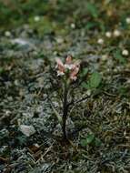 Image de Pedicularis hirsuta L.