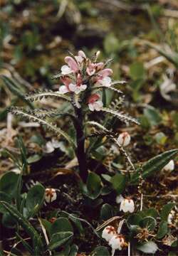 Imagem de Pedicularis hirsuta L.