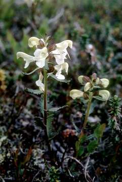 Image of Lapland lousewort