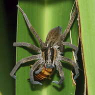 Image of Dolomedes minor L. Koch 1876