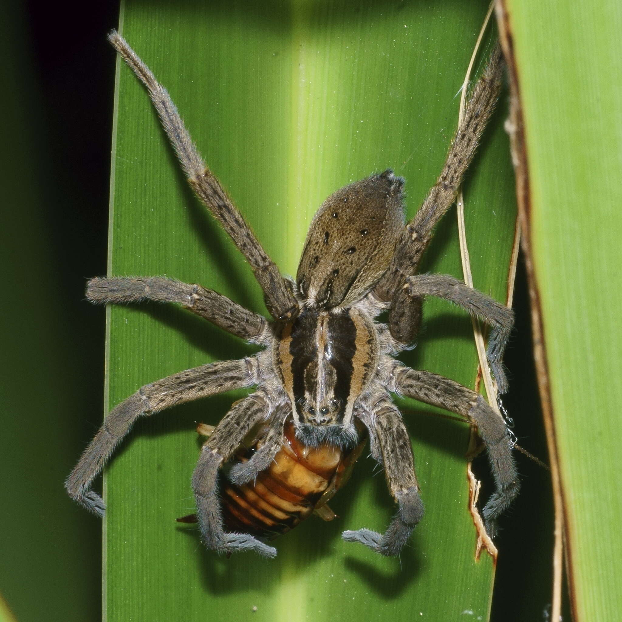 Image of Dolomedes minor L. Koch 1876