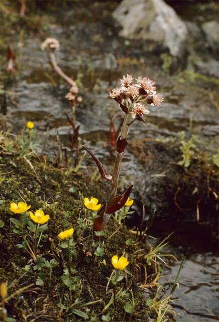 Image of butterbur