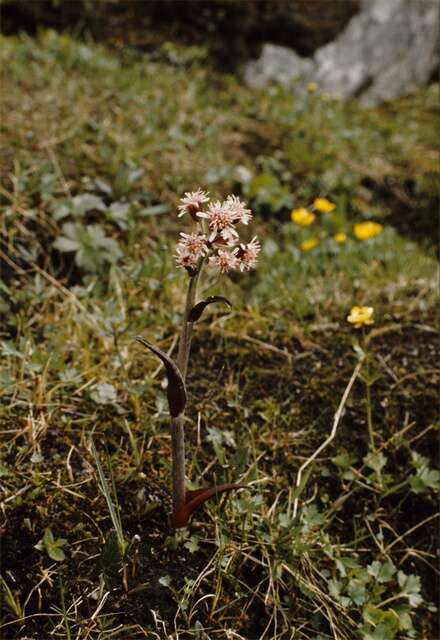 Image of butterbur