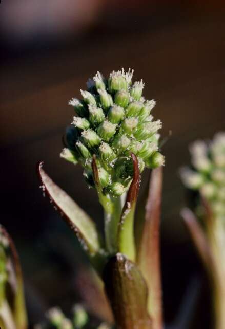 Imagem de Petasites spurius (Retz.) Rchb.