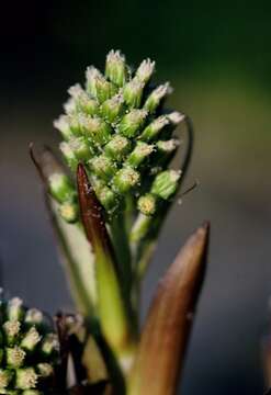 Image of Petasites spurius (Retz.) Rchb.