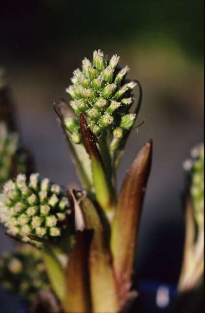 Image of Petasites spurius (Retz.) Rchb.