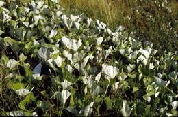 Image of Petasites spurius (Retz.) Rchb.