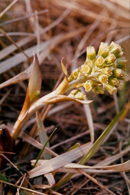 Imagem de Petasites spurius (Retz.) Rchb.