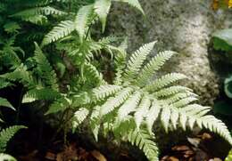 Image of beechfern