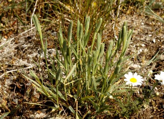 Image of Timothy or Cat's Tail